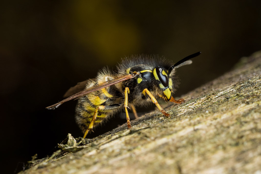 The Ruins of the Moment: Common wasp (again) — Photos by Pete McGregor